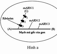 Quá Trình Phiên Mã Diễn Ra Khi Nào