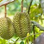 Sầu Riêng Musang King Trồng Ở Đâu